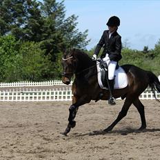 Anden særlig race Idom Aadahl's Max 