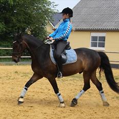 Anden særlig race Idom Aadahl's Max 