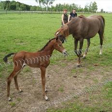 Arabisk fuldblod (OX) Schillinggaards Emira