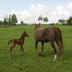 Arabisk fuldblod (OX) Schillinggaards Emira