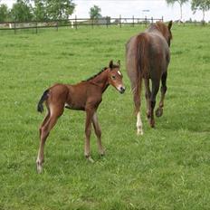 Arabisk fuldblod (OX) Schillinggaards Emira