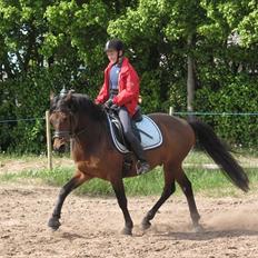 DSP Cappuccino (Nallo)