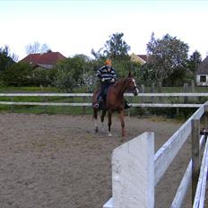 Dansk Varmblod  Lapaloma (solgt)