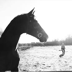 Dansk Varmblod Alingus