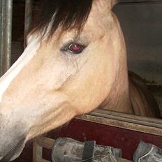 Welsh Partbred (Sec F) tivall <3 *gl. part*