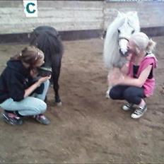 Shetlænder Snehvide R.I.P