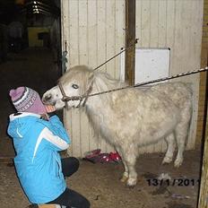 Shetlænder Snehvide R.I.P