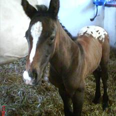 Appaloosa Wakiza Cloud