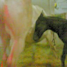 Appaloosa Wakiza Cloud