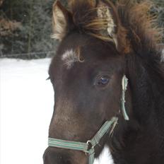 Anden særlig race Bøgelund´s Spirit 