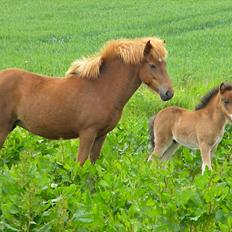 Islænder Stjarna frá Gili