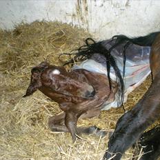 Anden særlig race Stald carola´s  cassidy  Solgt