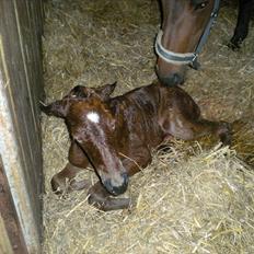Anden særlig race Stald carola´s  cassidy  Solgt