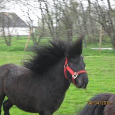 Shetlænder romantic