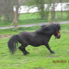 Shetlænder romantic