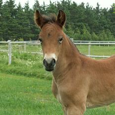 New Forest Calandias Placebo. 
