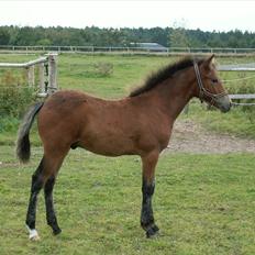 New Forest Calandias Placebo. 