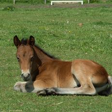 New Forest Calandias Placebo. 