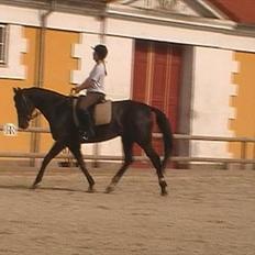 Polsk Ædelt Halvblod Kalisia