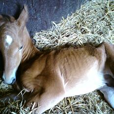 Anden særlig race Kenzo