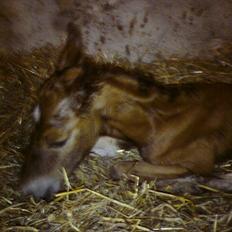 Anden særlig race Kenzo