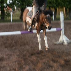 Anden særlig race Oliver Gl. Passer :-(