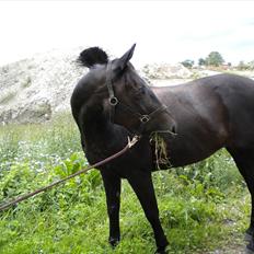 Welsh Cob (sec D) Bette *tidligere part<3*