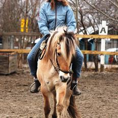 Fjordhest Nanok Romeo