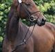 Dansk Varmblod Pretty Princess