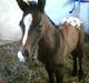 Appaloosa Wakiza Cloud