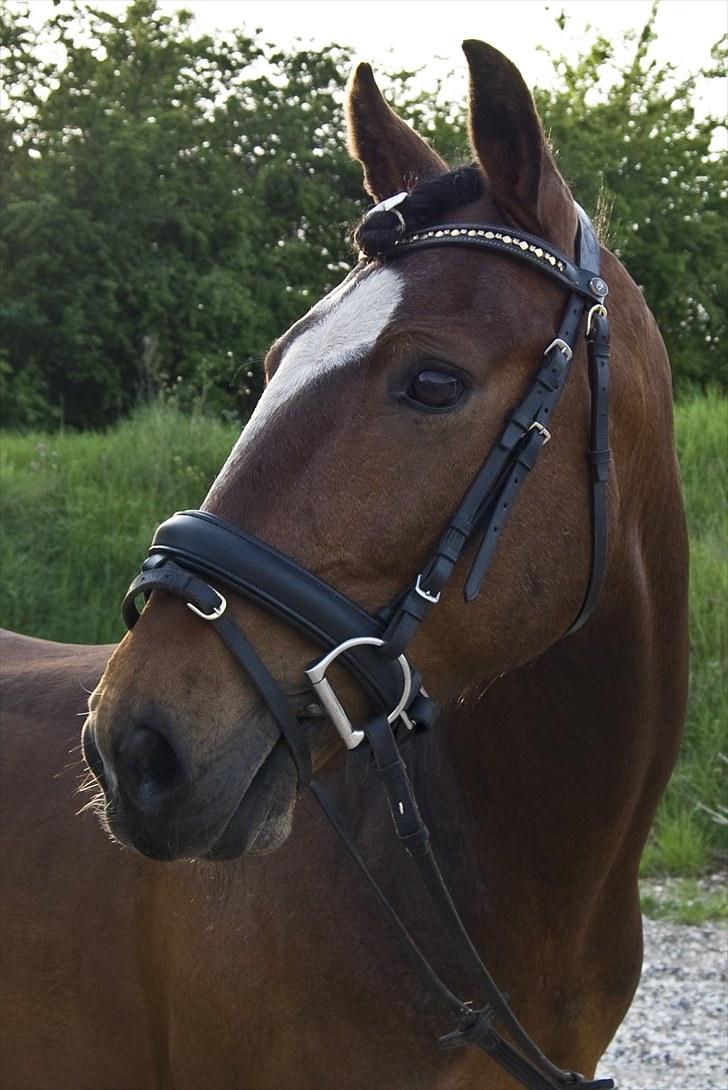 New Forest Mastwood Honeymoon - Til rytter weekend 2011, fotografering og hygge.  billede 2