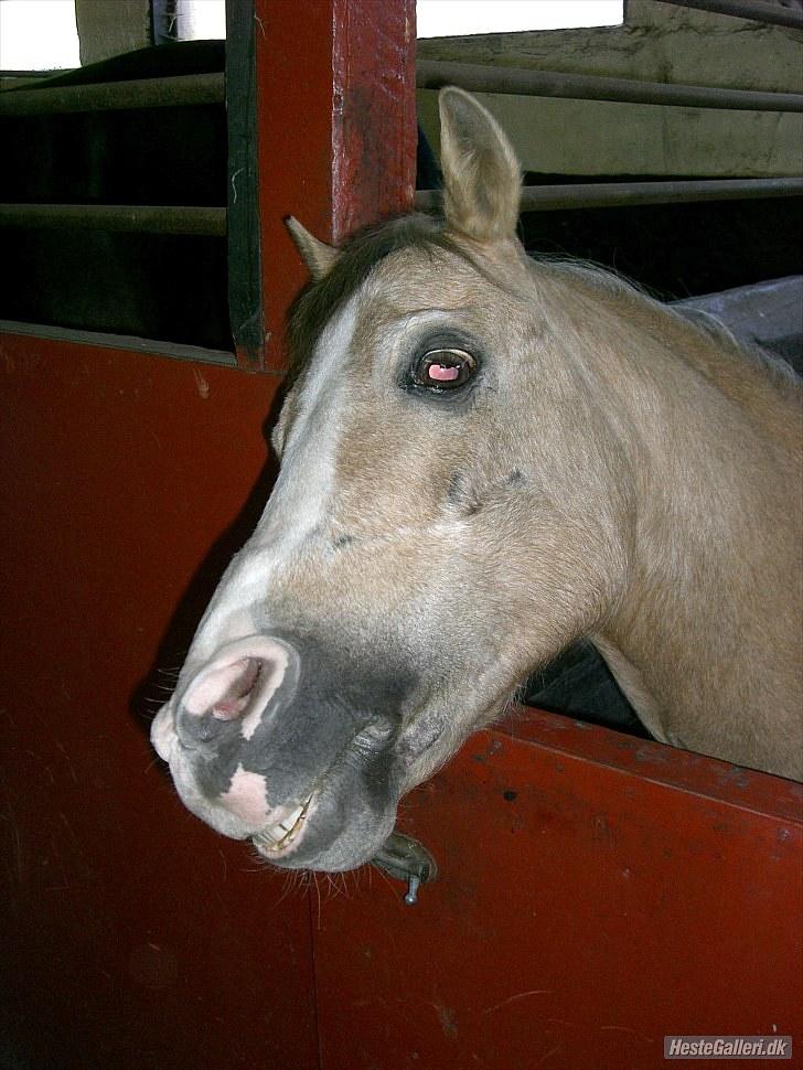 Anden særlig race Valdemar - Foto: Olivia [Tak:D] .. billede 9