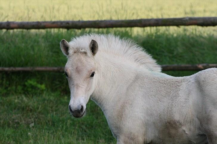 Fjordhest Lamhaves Confetti - “At elske en hest vil sige at være den eneste, der kan se et vidunder, som er usynligt for alle andre” billede 6