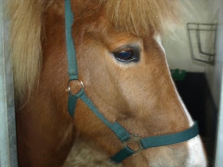 Islænder Sóley fra Lille Nørregård billede 11