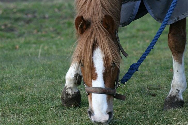 DSP Enekærs Agitato - pony siger "jeg elsker græs" :D  billede 4