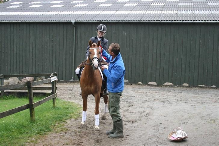 DSP Enekærs Agitato - nr.1 på epona  billede 5
