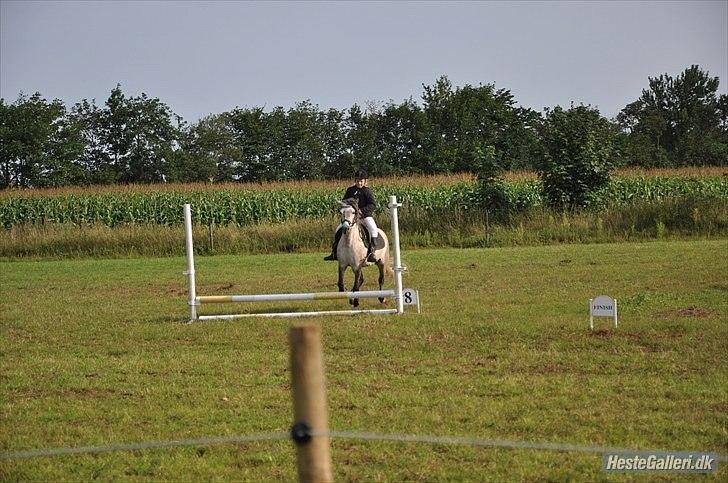 Anden særlig race Bella **SOLGT** - billede 4. tilridning til et spring <3! billede 3