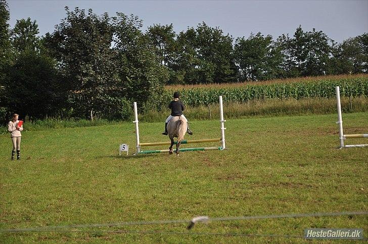 Anden særlig race Bella **SOLGT** - billede 5.  tilridning i tylstrup! <3 billede 4