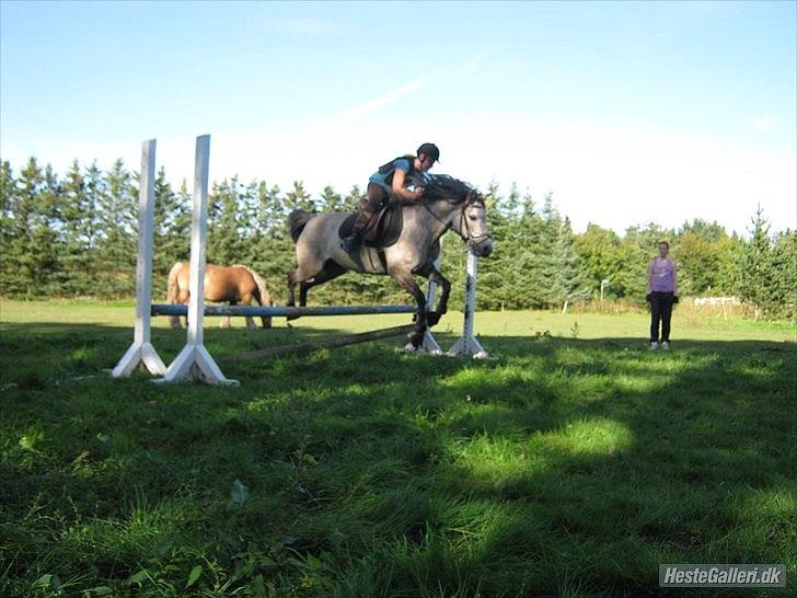 Anden særlig race Bella **SOLGT** - billede 6 okse<3 billede 5