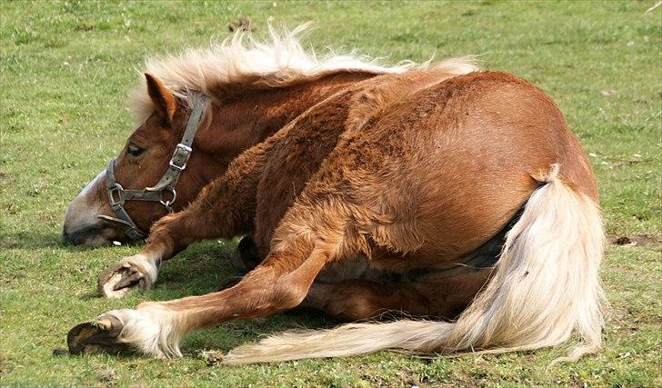 Anden særlig race Sasha DEN SAVNEDE<3 - Fotograf: Miig billede 15