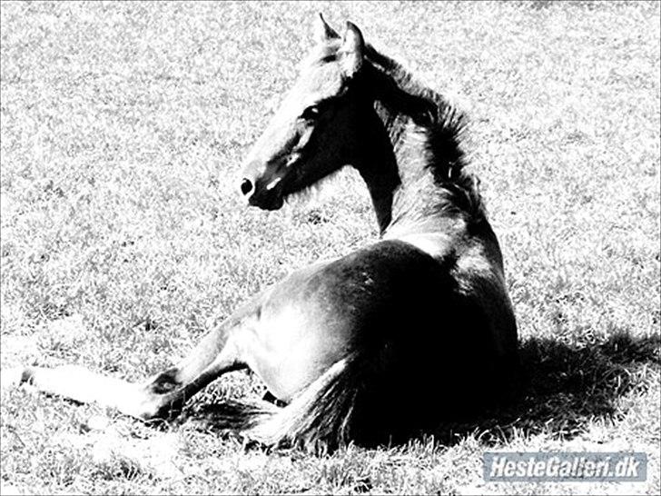 Anden særlig race Luchano (solgt) - 3 mdr billede 1