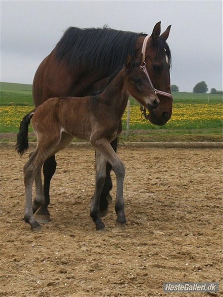 Anden særlig race Luchano (solgt) billede 3