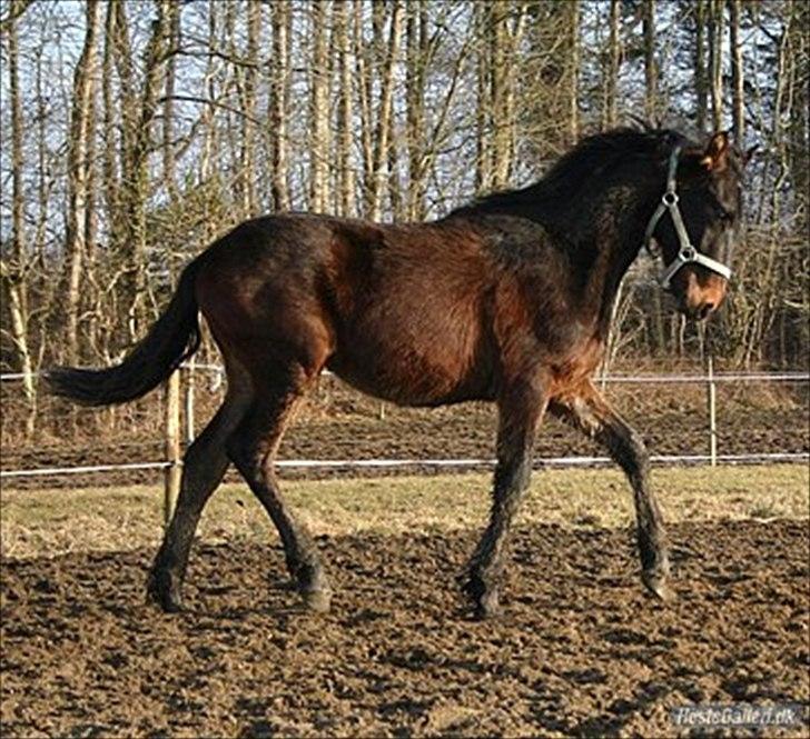 Anden særlig race Luchano (solgt) - Marts 2011 billede 7