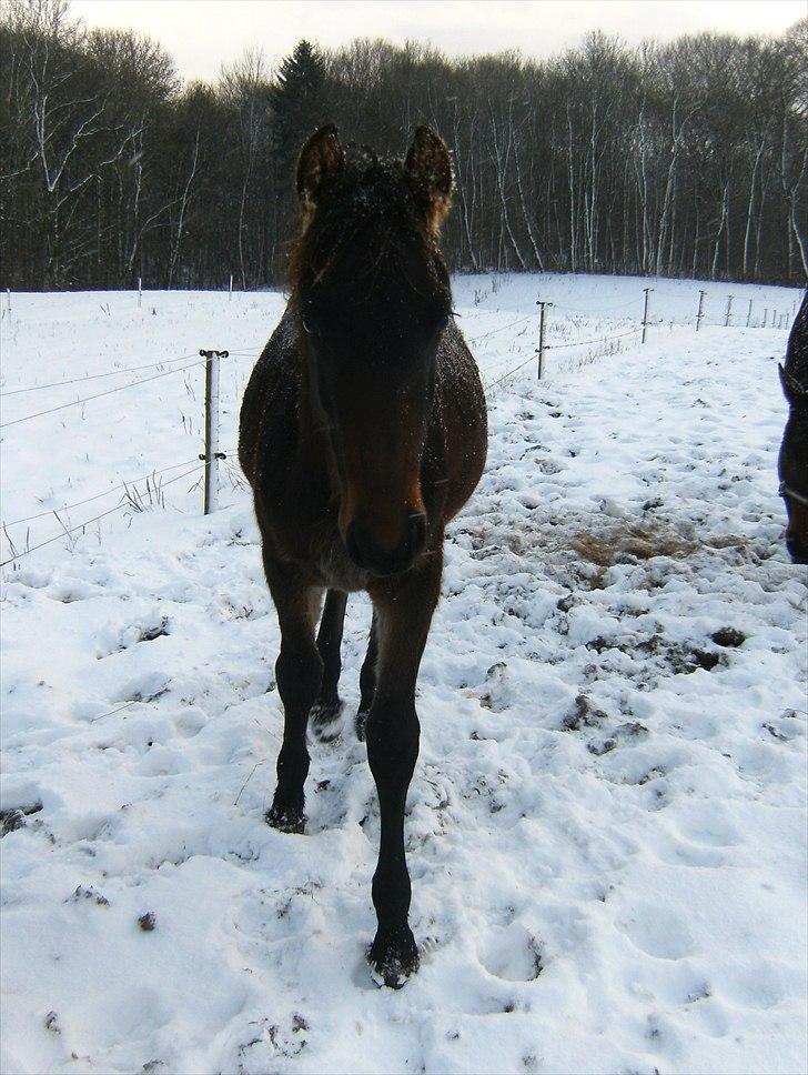 Anden særlig race Luchano (solgt) - taget den 25 November 2010 <3 billede 8