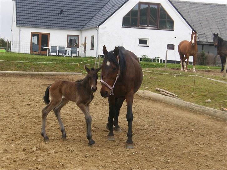 Anden særlig race Luchano (solgt) - Her er han stadig kun et par timer gammel, men han har sgu krudt i rumpen den lille mand <33 billede 9