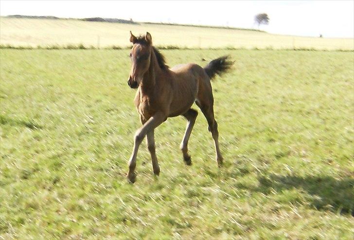 Anden særlig race Luchano (solgt) - Luchano baby <3 Sommer 2010 billede 10