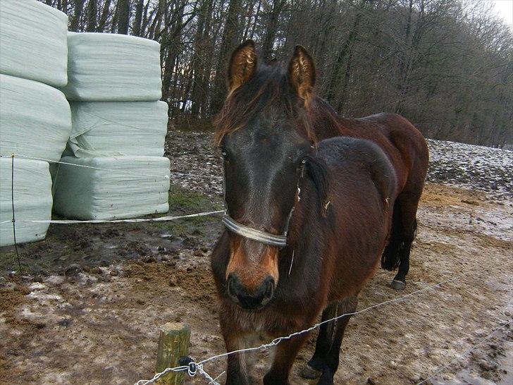 Anden særlig race Luchano (solgt) - Januar 2011 billede 12