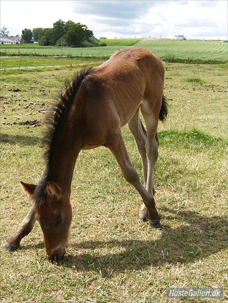 Anden særlig race Luchano (solgt) - <3 Sommer 2010 - Ikke helt nemt at nå ;) 3 måneder  billede 13