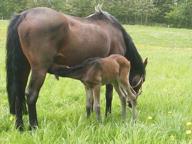 Anden særlig race Luchano (solgt) billede 15