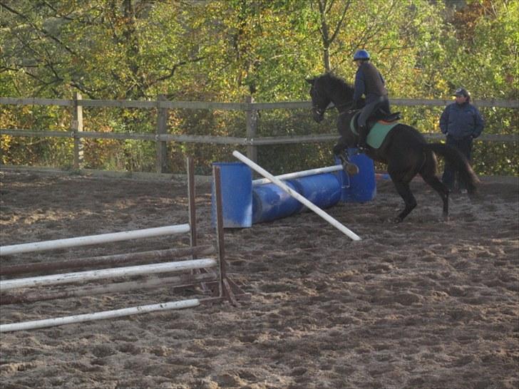 Norsk Varmblod  Blue Leader - blue til spring hos maria billede 9